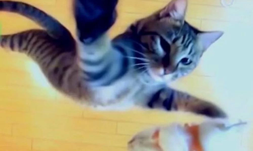 ΗΠΑ: Γάτα κάνει εντυπωσιακό άλμα από φλεγόμενο διαμέρισμα και φεύγει